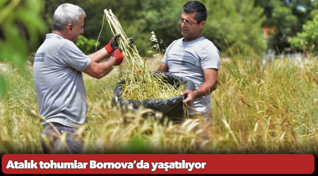 Atalık tohumlar Bornova’da yaşatılıyor