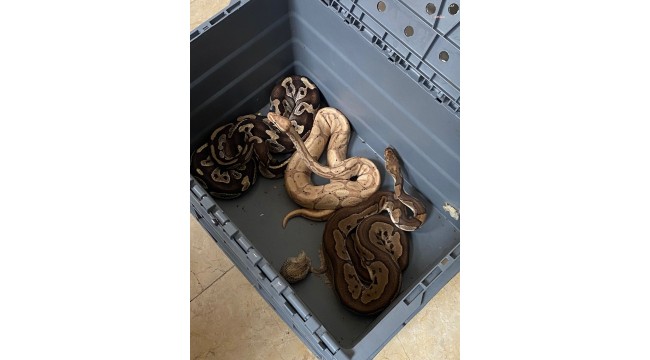 İSTANBUL EMNİYETİ’NİN 42 MERKEZDE YAPTIĞI OPERASYONDA, 565 EGZOTİK HAYVAN ELE GEÇİRİLDİ, 36 ŞÜPHELİ GÖZALTINA ALINDI