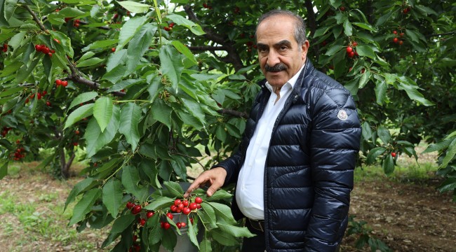 Kiraz hasat şenliğine gençler enerji kattı