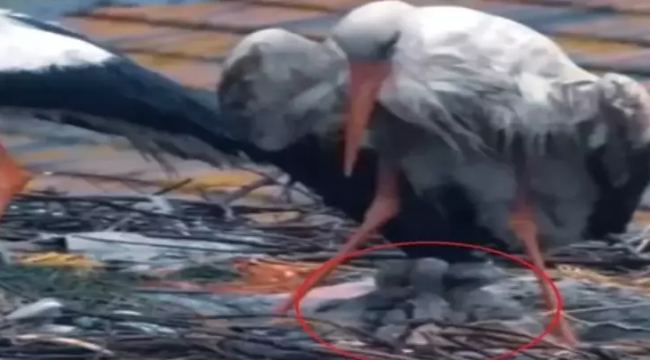 Ünü dünyaya yayılan Yaren leylekten üzen haber