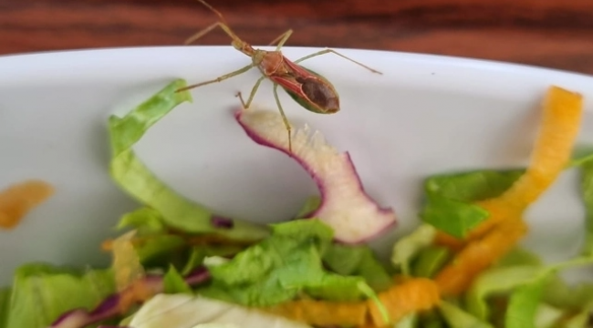 Ayvalık Devlet Hastanesi&#039;nde yemekten böcek çıktı