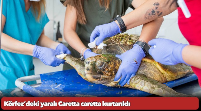 Körfez’deki yaralı Caretta caretta kurtarıldı