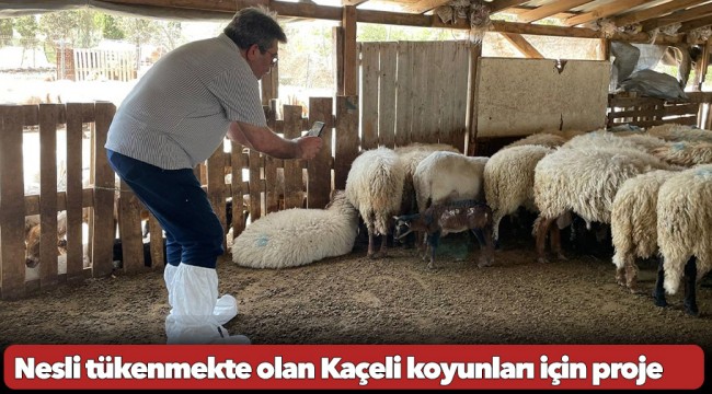 Nesli tükenmekte olan Kaçeli koyunları için proje