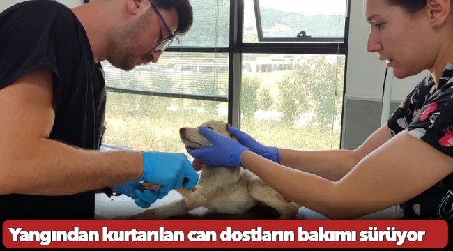 Yangından kurtarılan can dostların bakımı sürüyor