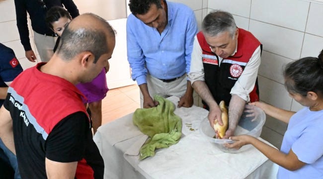 İzmir'de yetiştirilen 6 milyon sazan balığı iç sularımıza bereket katacak