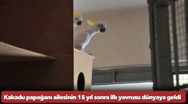 Kakadu papağanı ailesinin 15 yıl sonra ilk yavrusu dünyaya geldi