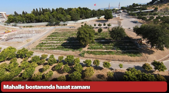 Mahalle bostanında hasat zamanı