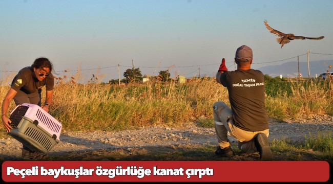 Peçeli baykuşlar özgürlüğe kanat çırptı