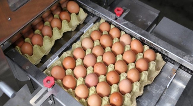 Türkiye&#039;nin yumurta devi iflas etti: 51 yıllık firmaydı