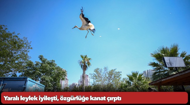 Yaralı leylek iyileşti, özgürlüğe kanat çırptı