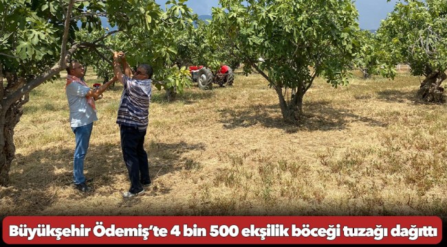 Büyükşehir Ödemiş’te 4 bin 500 ekşilik böceği tuzağı dağıttı