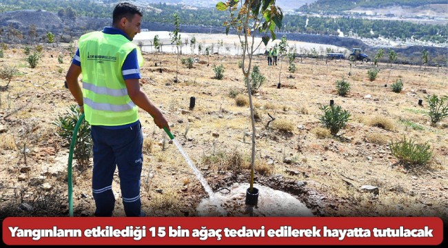 Yangınların etkilediği 15 bin ağaç tedavi edilerek hayatta tutulacak