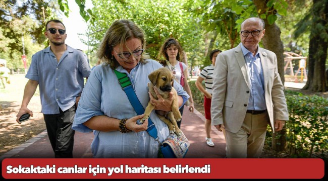 Sokaktaki canlar için yol haritası belirlendi