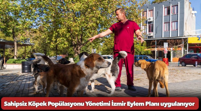 Sahipsiz Köpek Popülasyonu Yönetimi İzmir Eylem Planı uygulanıyor
