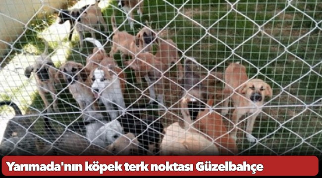 Yarımada&#039;nın köpek terk noktası Güzelbahçe