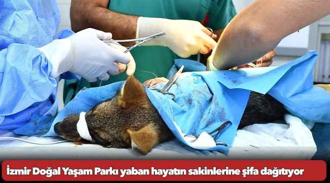 İzmir Doğal Yaşam Parkı yaban hayatın sakinlerine şifa dağıtıyor
