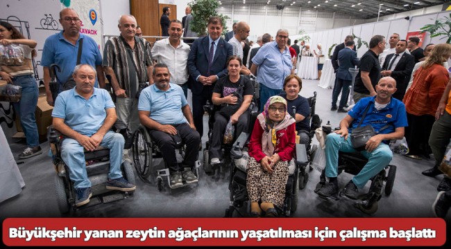 Büyükşehir yanan zeytin ağaçlarının yaşatılması için çalışma başlattı