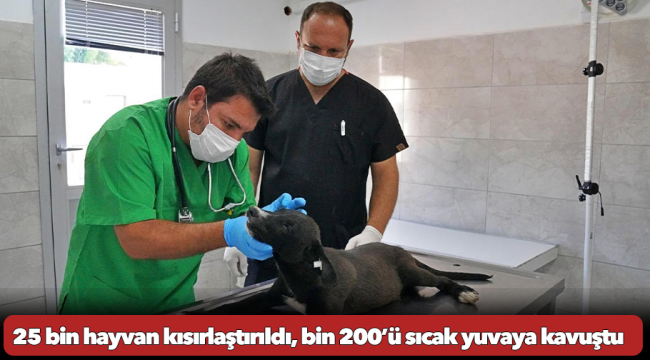 25 bin hayvan kısırlaştırıldı, bin 200’ü sıcak yuvaya kavuştu