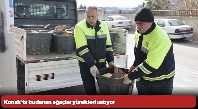 Konak’ta budanan ağaçlar yürekleri ısıtıyor