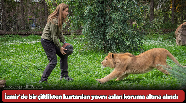 İzmir’de bir çiftlikten kurtarılan yavru aslan koruma altına alındı