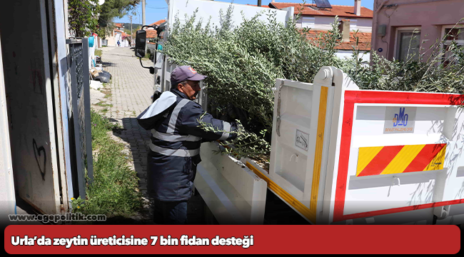 Urla’da zeytin üreticisine 7 bin fidan desteği