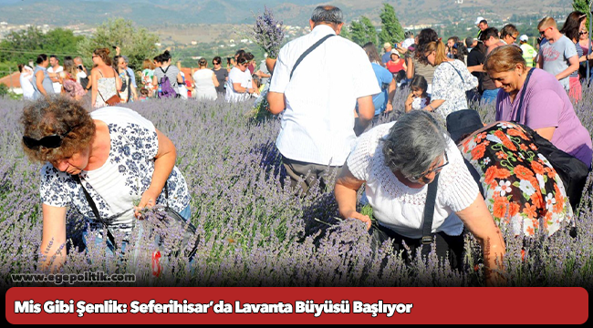 Mis Gibi Şenlik: Seferihisar’da Lavanta Büyüsü Başlıyor