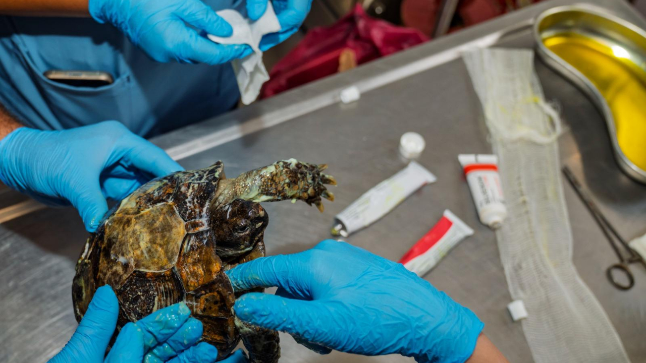 İzmir’de yangından kurtarılan kaplumbağanın tedavisi sürüyor