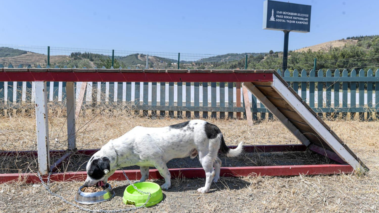 İzmir Büyükşehir Belediyesi can dostlar için mama üretiyor