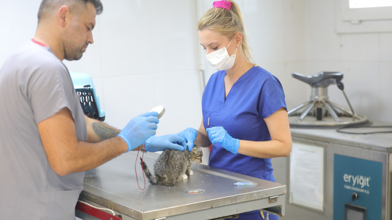 Bayraklı&#039;da 8 bin 379 sokak hayvanı tedavi edildi