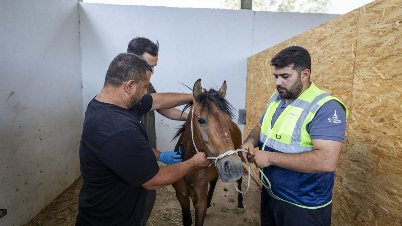 Buca'daki haralara terk edilen sahipsiz atlar Pako'da