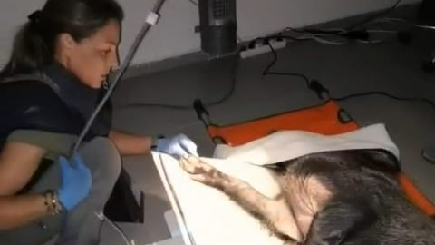 Ateşli silahla yaralanan domuz Doğal Yaşam Parkı’nda sağlığına kavuştu