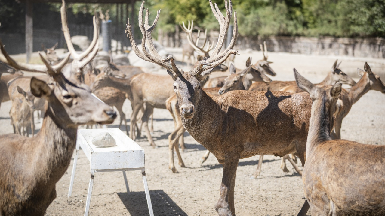 İyileşen kızıl geyik Paşa yeni yuvasında