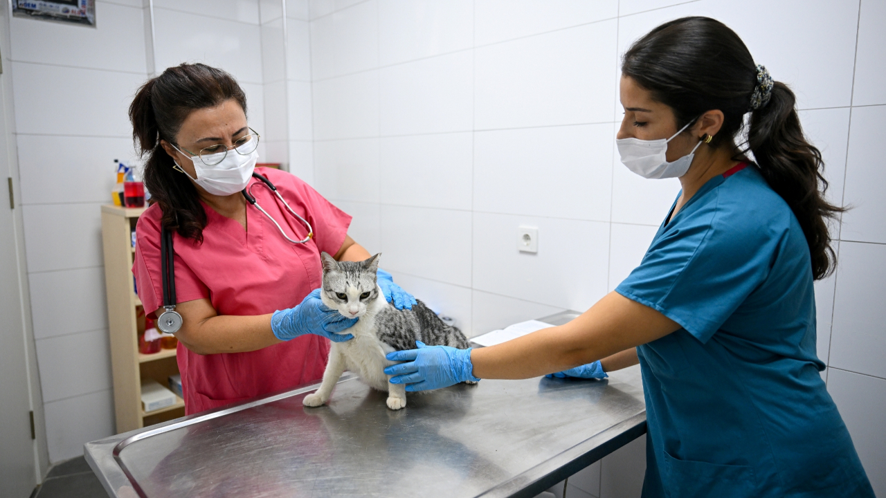 Eros Kedi Kliniği yoğun ilgi görüyor