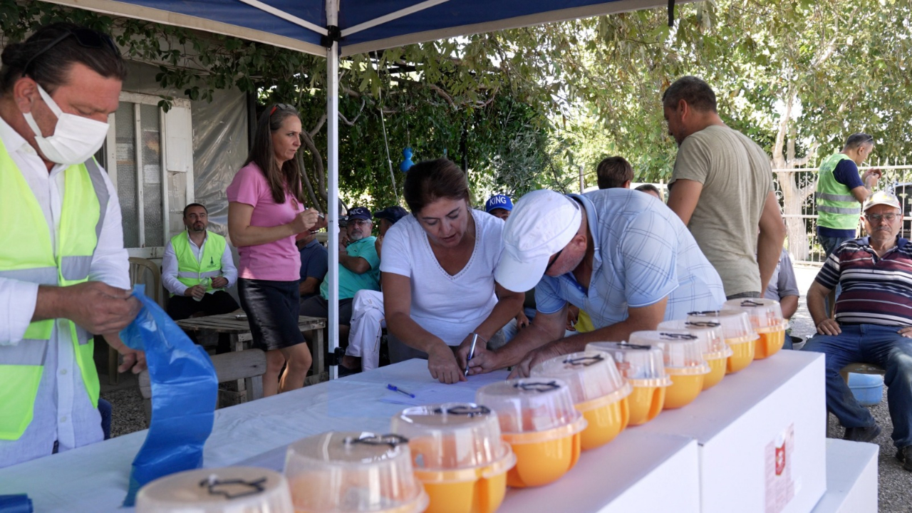 Büyükşehir’den üreticiye Akdeniz meyve sineği ile mücadele desteği