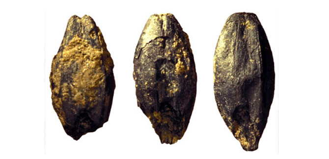 2 Bin 500 Yıllık Kelt Birası Formülü Çözüldü