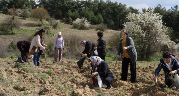 2 Bin Badem Fidanı Toprakla Buluştu