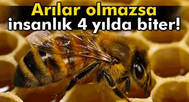 'Arı olmazsa Türkiye aç kalır, 4 yılda insanlık biter'