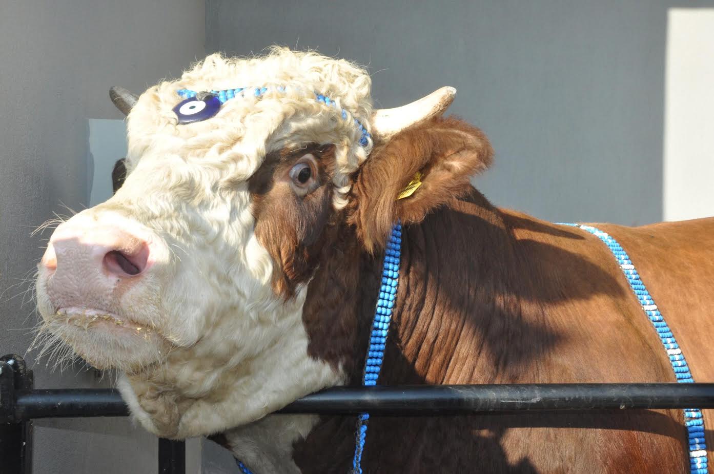 3. CANLI HAYVAN FUARI KUŞADASI'NDA BAŞLIYOR