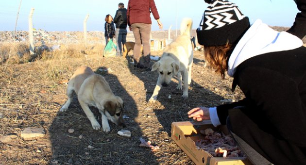 620 kilo mama başıboş hayvanlara dağıtıldı