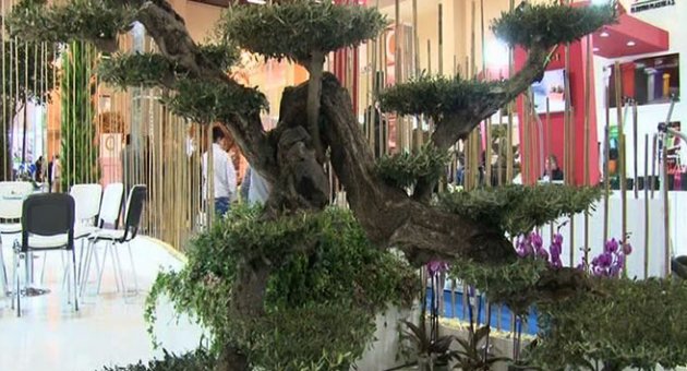 700 yıllık ölümsüzlük ağacı 23 bin TL'den alıcı bekliyor