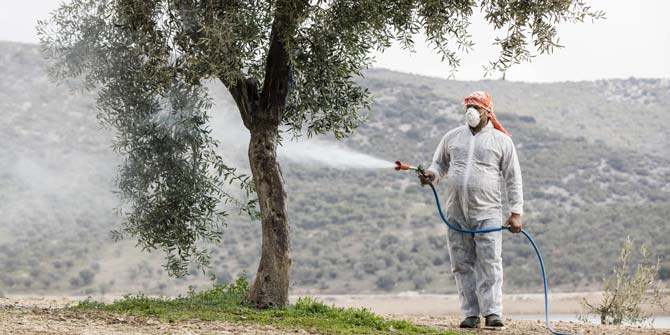 76 bin 510 zeytin ağacı hastalıktan kurtarılacak
