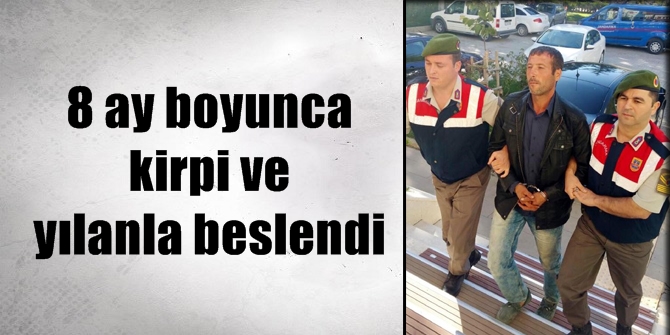 8 ay boyunca kirpi ve yılan yedi