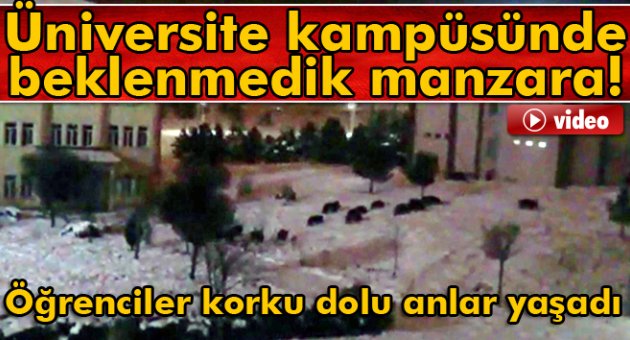 Aç kalan domuz sürüsü üniversite kampüsüne indi