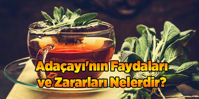 Adaçayı'nın Faydaları ve Zararları Nelerdir?
