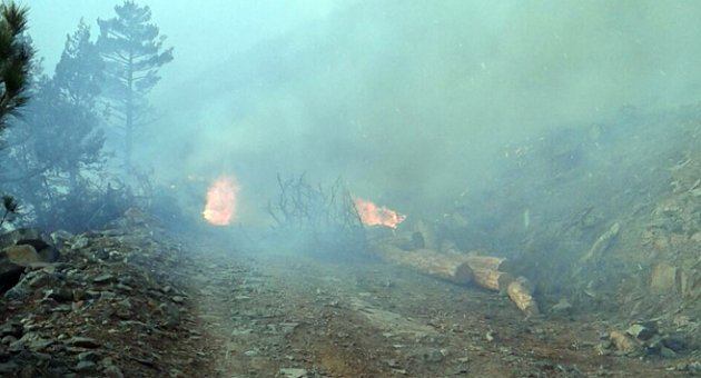 Adana'da orman yangını