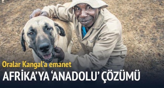 Afrika'da çitalar ve sürüler kangallara emanet