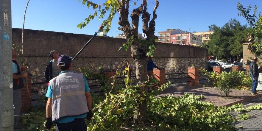 Ağaçlara Kış Bakımı