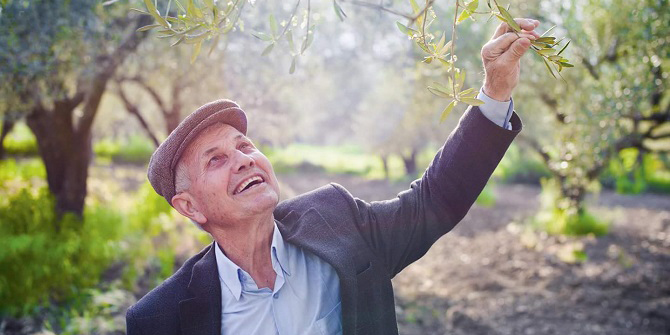 Akhisar zeytin buluşmasına hazır