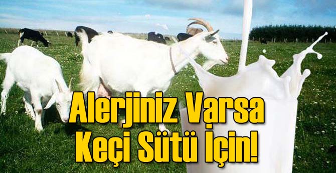 Alerjiniz Varsa Keçi Sütü İçin!