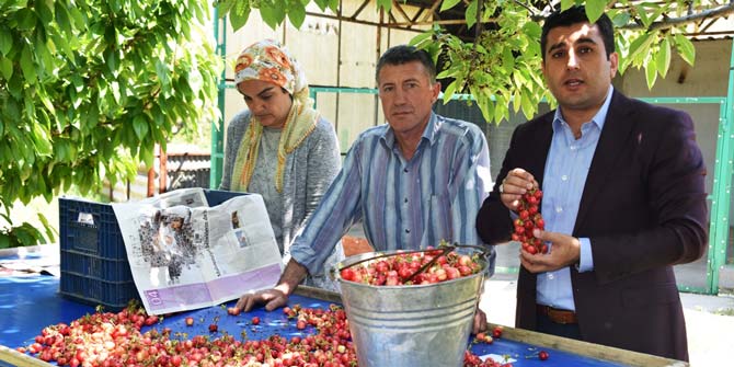 Anavatanı Kemalpaşa'da kirazın ilk hasadı yapıldı